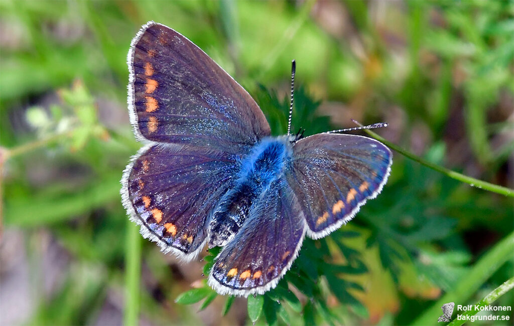 Puktörneblåvinge Polyommatus icarus Hona Mörk variant