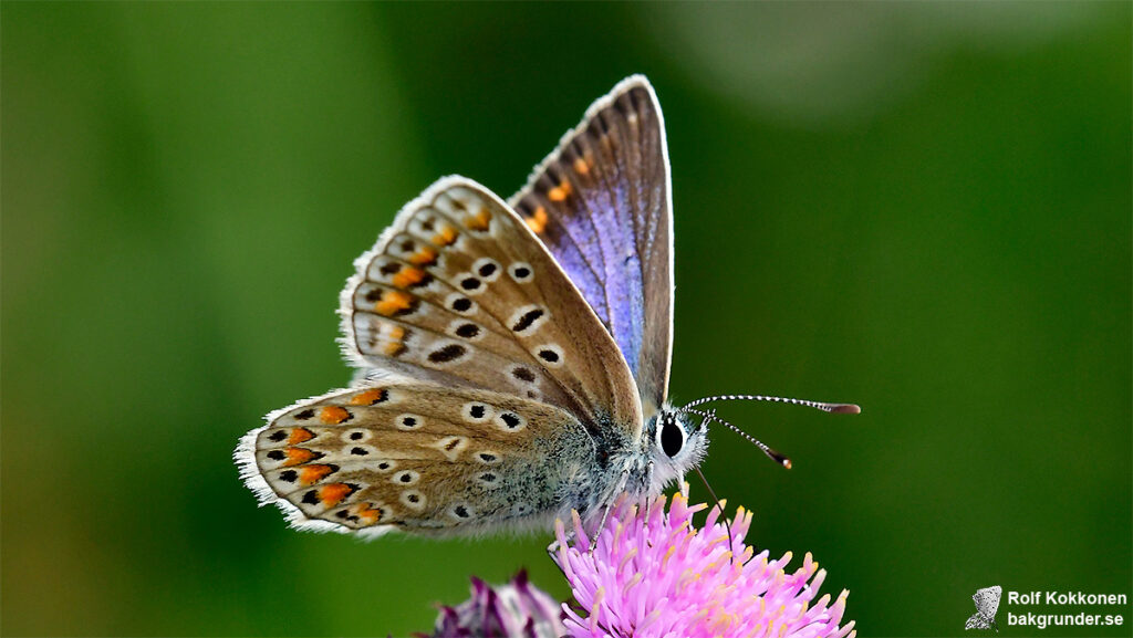 Puktörneblåvinge Polyommatus icarus Hona