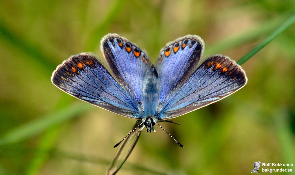 Puktörneblåvinge Polyommatus icarus Hona Blå variant.