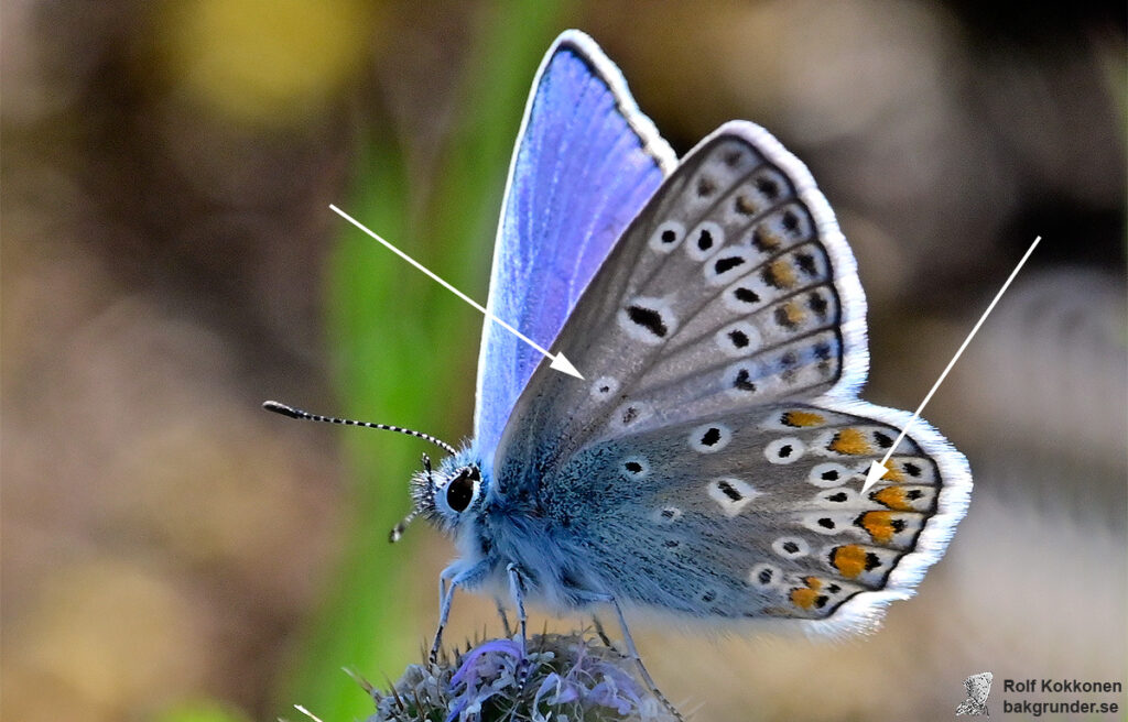 Puktörneblåvinge Polyommatus icarus Extra prick och vit kil