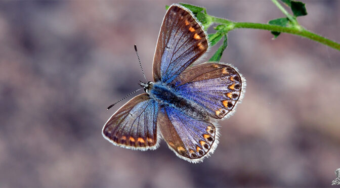 Puktörneblåvinge Polyommatus icarus