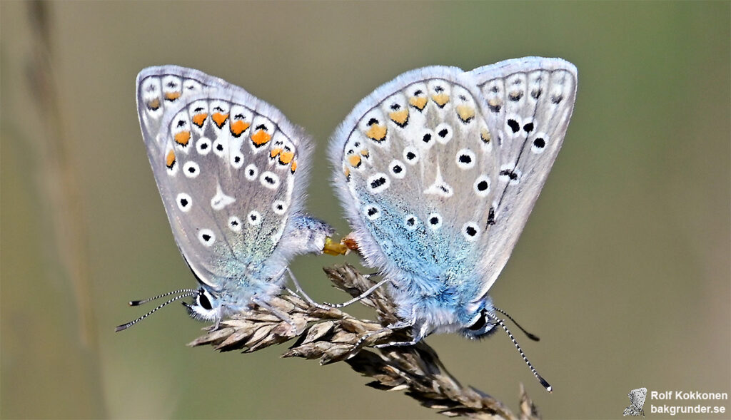 Puktörneblåvinge Polyommatus icarus Parning