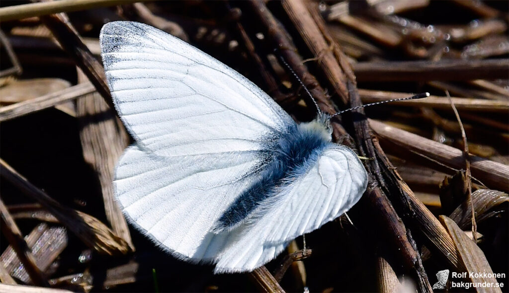 Rapsfjäril Pieris napi Hane