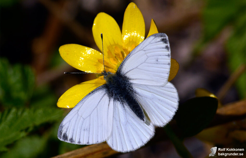 Rapsfjäril Pieris napi