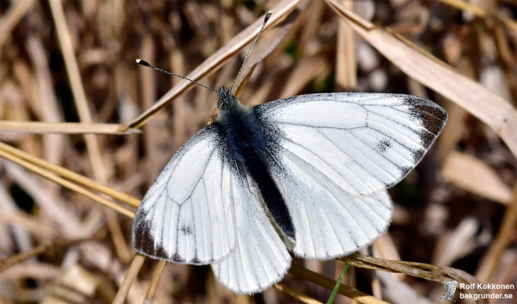 Rapsfjäril Pieris napi Hane