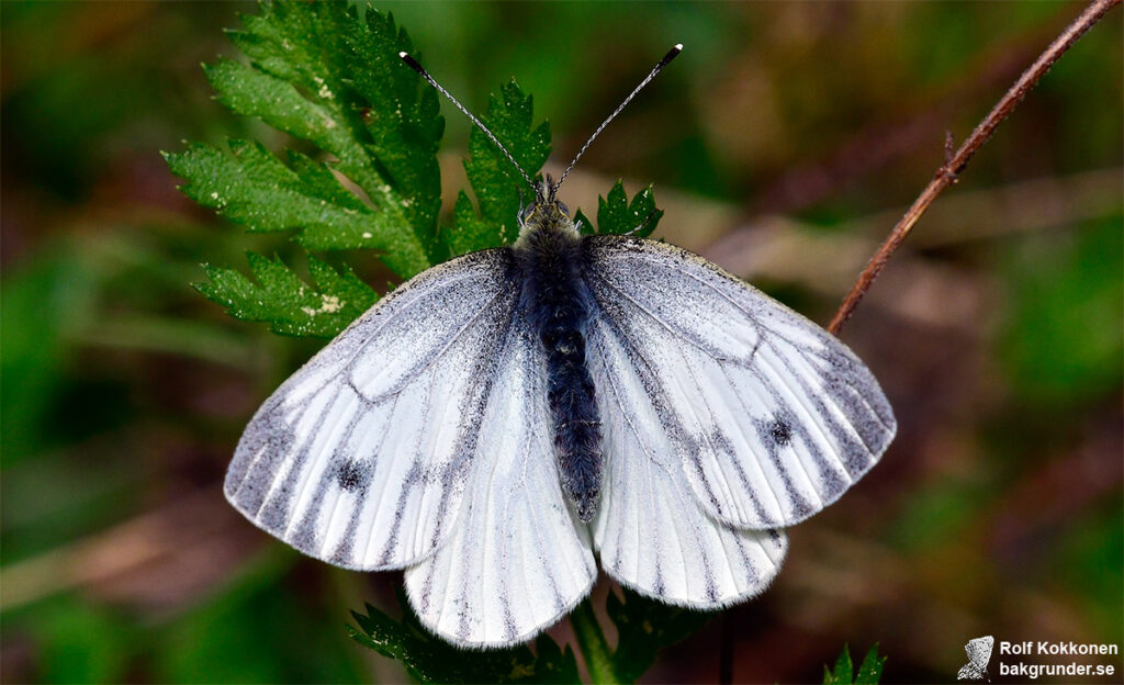 Rapsfjäril Pieris napi Hona