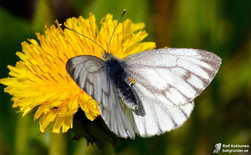 Rapsfjäril Pieris napi Hona