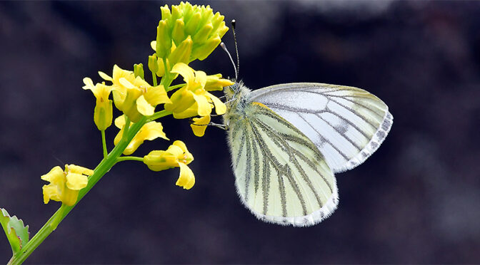 Rapsfjäril Pieris napi