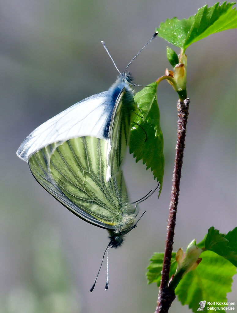 Rapsfjäril Pieris napi Parning