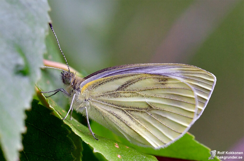 Rapsfjäril Pieris napi Andra generation