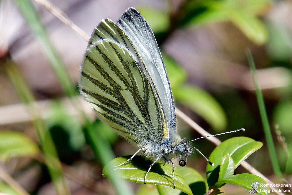 Rapsfjäril Pieris napi Första generation