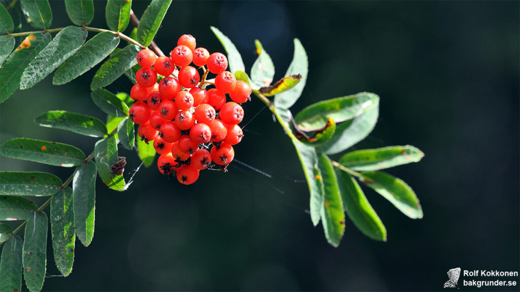 Rönn Sorbus aucuparia