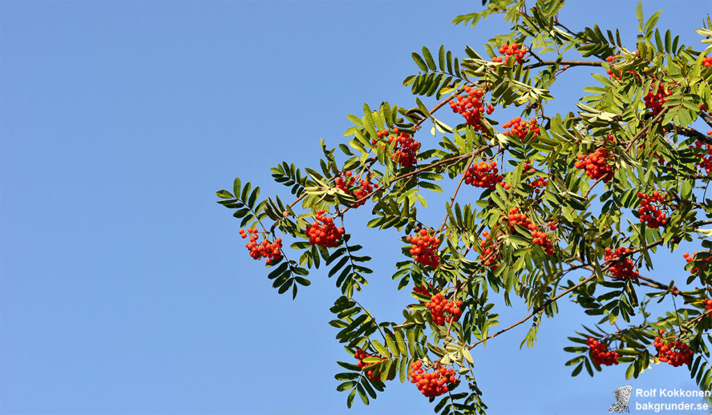 Rönn Sorbus aucuparia