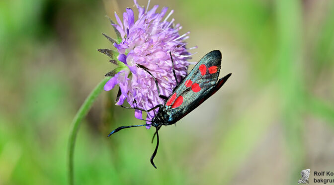 Sexfläckig bastardsvärmare Zygaena filipendulae