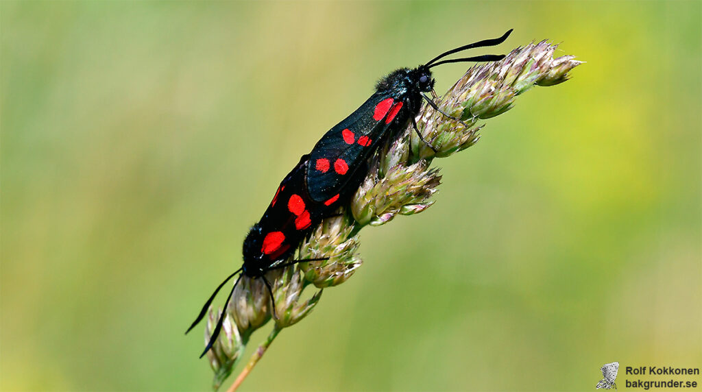 Sexfläckig bastardsvärmare Zygaena filipendulae Parning