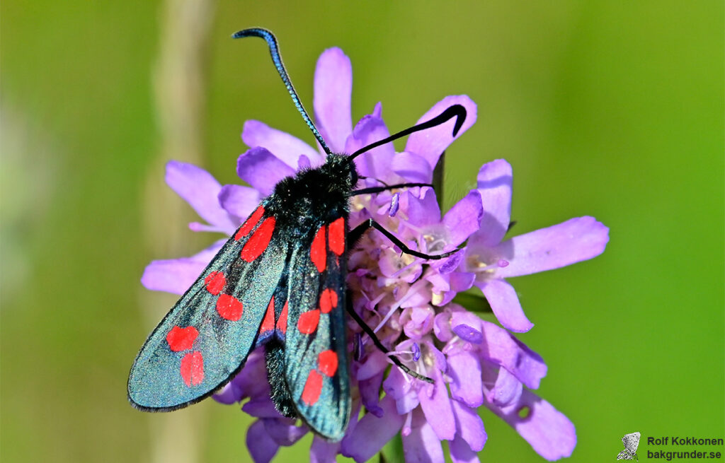 Sexfläckig bastardsvärmare Zygaena filipendulae