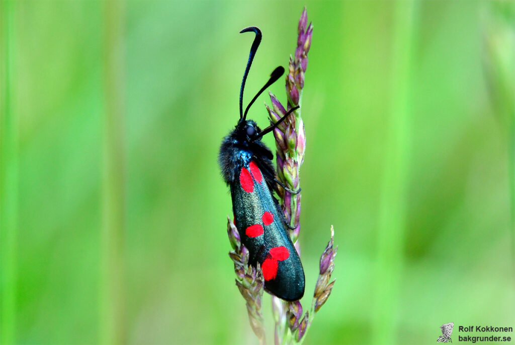 Sexfläckig bastardsvärmare Zygaena filipendulae