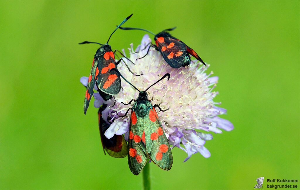 Sexfläckig bastardsvärmare Zygaena filipendulae