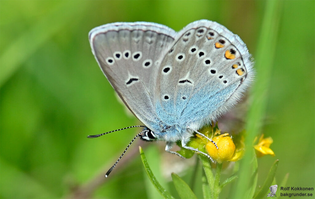 Silverblåvinge Polyommatus amandus Hane