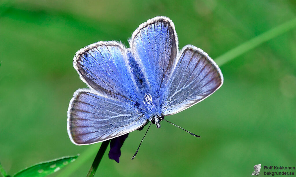 Silverblåvinge Polyommatus amandus Hane