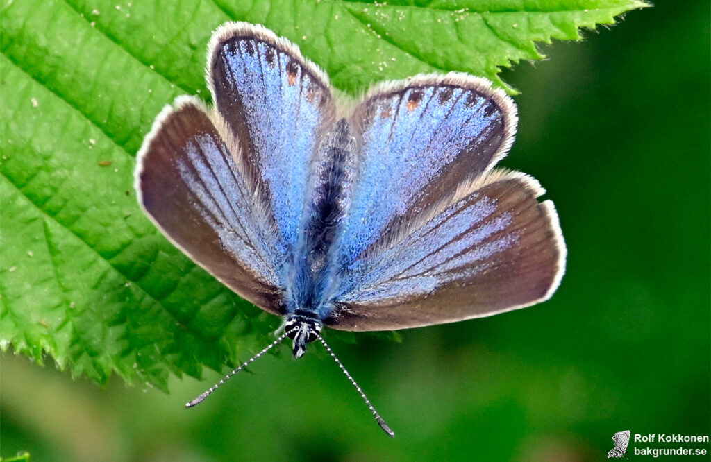 Silverblåvinge Polyommatus amandus Hona