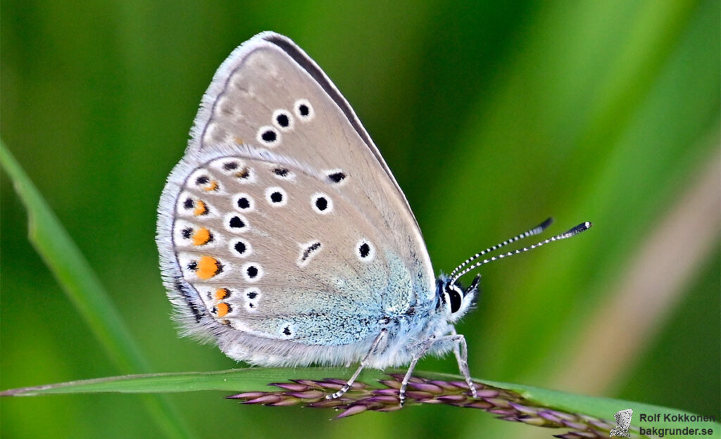 Silverblåvinge Polyommatus amandus Hona