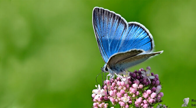 Silverblåvinge Polyommatus amandus