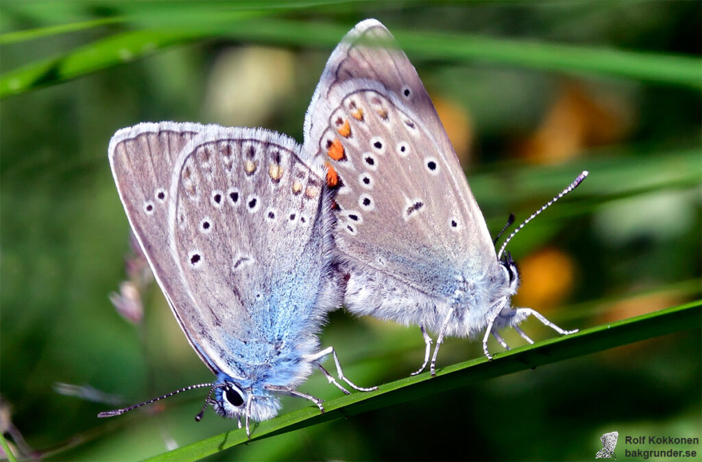 Silverblåvinge Polyommatus amandus Parning