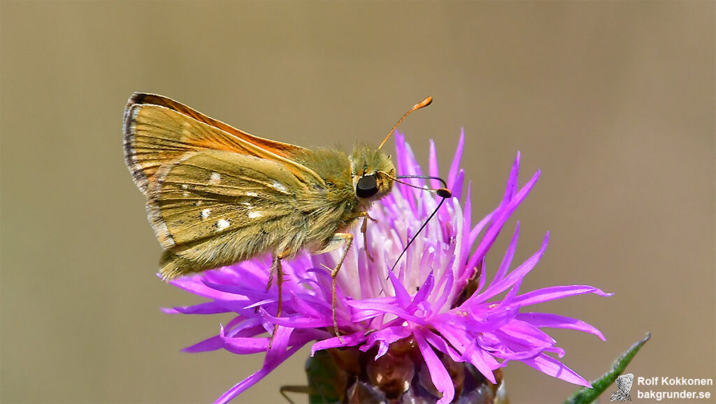 Silversmygare Hesperia comma