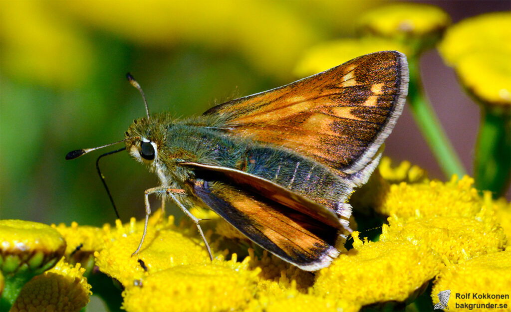 Silversmygare Hesperia comma Hona