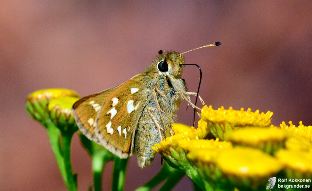 Silversmygare Hesperia comma Hona