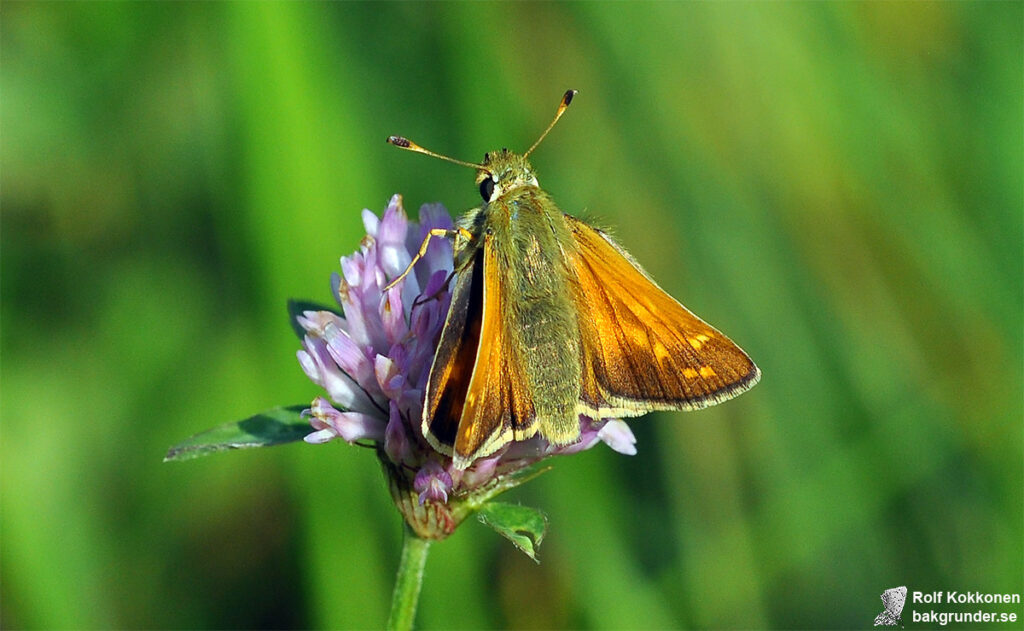 Silversmygare Hesperia comma Hona