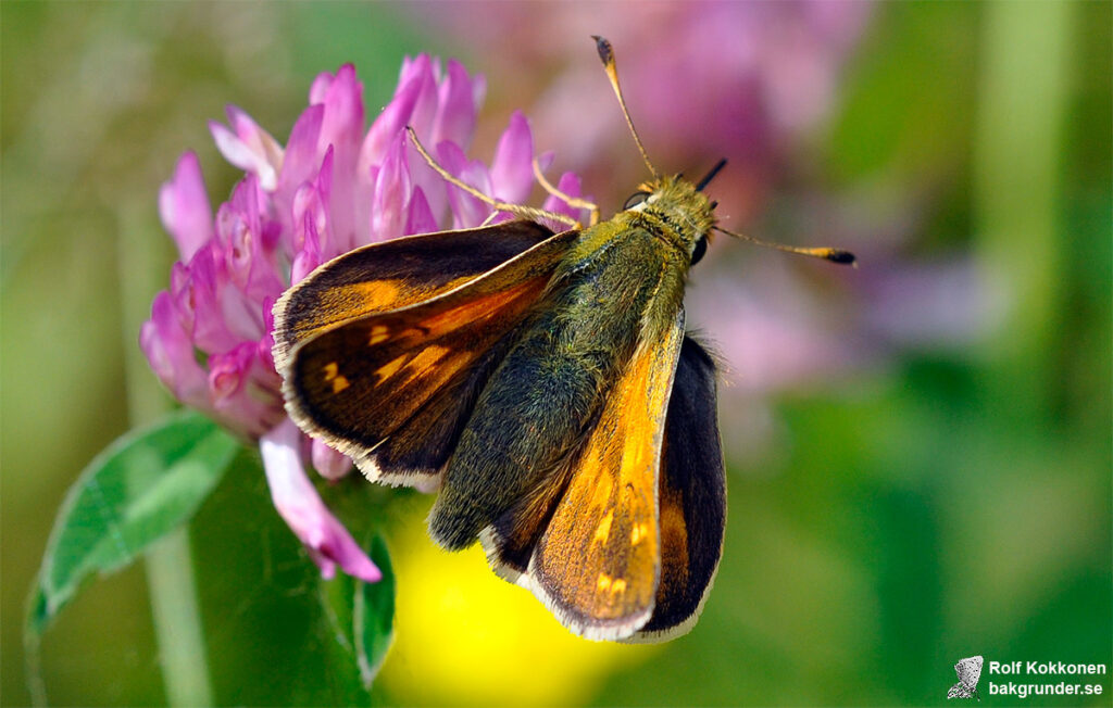 Silversmygare Hesperia comma Hona