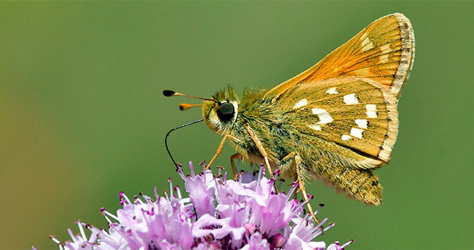 Silversmygare Hesperia comma