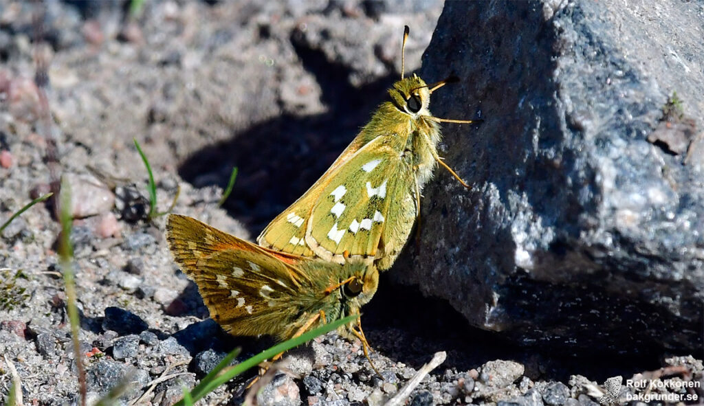 Silversmygare Hesperia comma