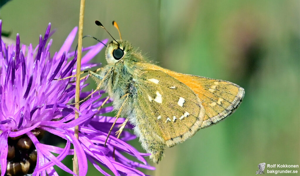 Silversmygare Hesperia comma