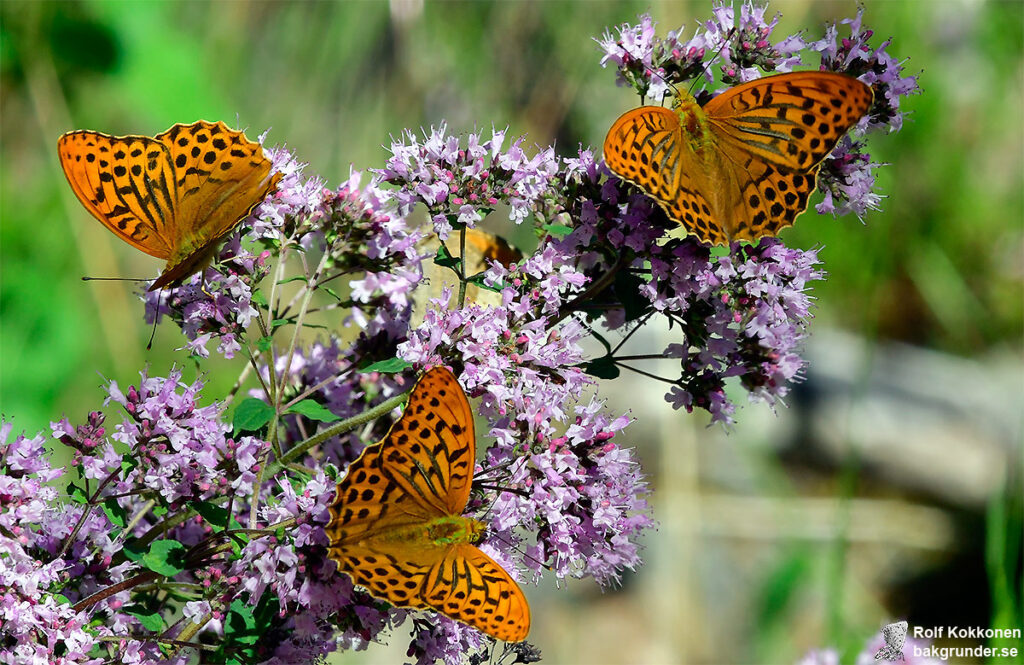 Silverstreckad pärlemorfjäril Argynnis paphia Hanar