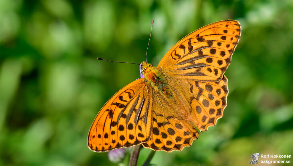 Silverstreckad pärlemorfjäril Argynnis paphia Hane