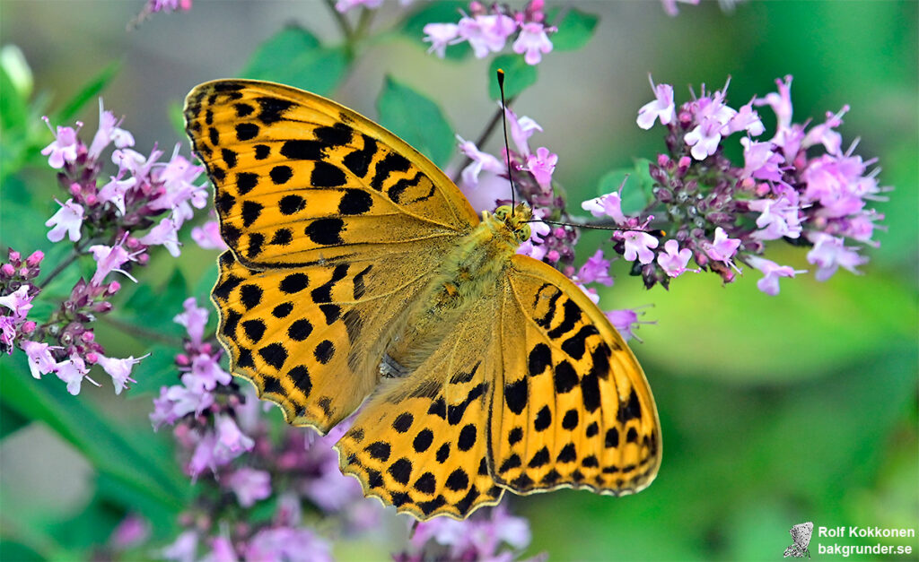 Silverstreckad pärlemorfjäril Argynnis paphia Hona