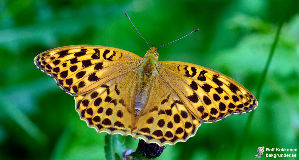 Silverstreckad pärlemorfjäril Argynnis paphia Hona