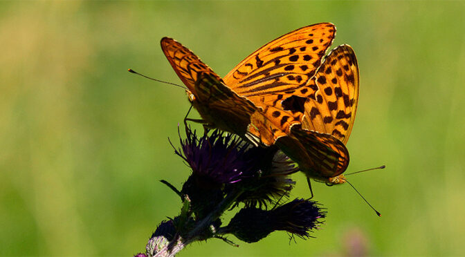 Silverstreckad pärlemorfjäril Argynnis paphia