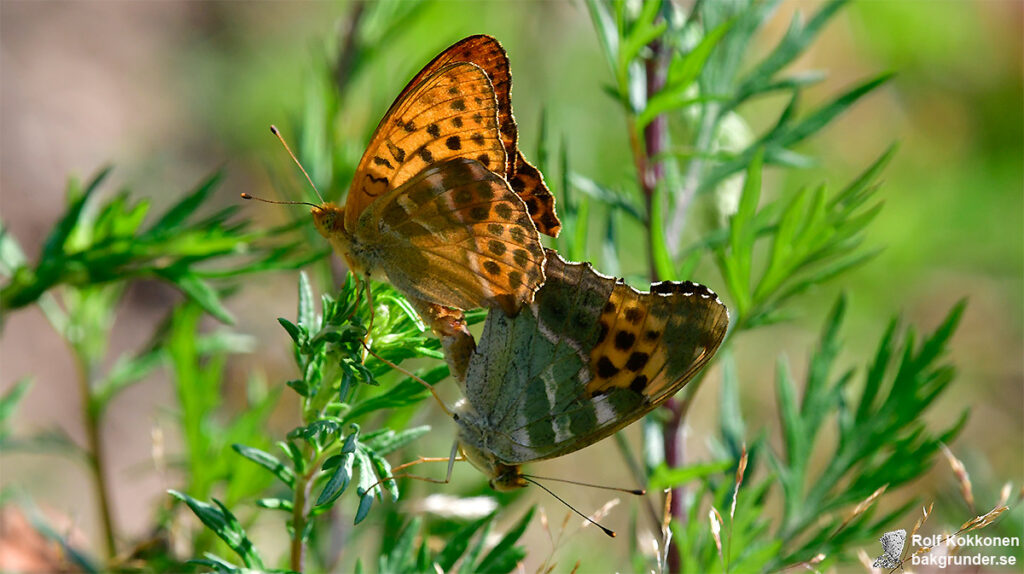 Silverstreckad pärlemorfjäril Argynnis paphia Parning