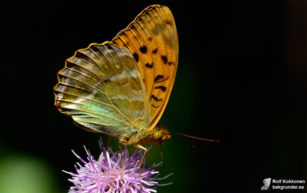 Silverstreckad pärlemorfjäril Argynnis paphia Undersidan