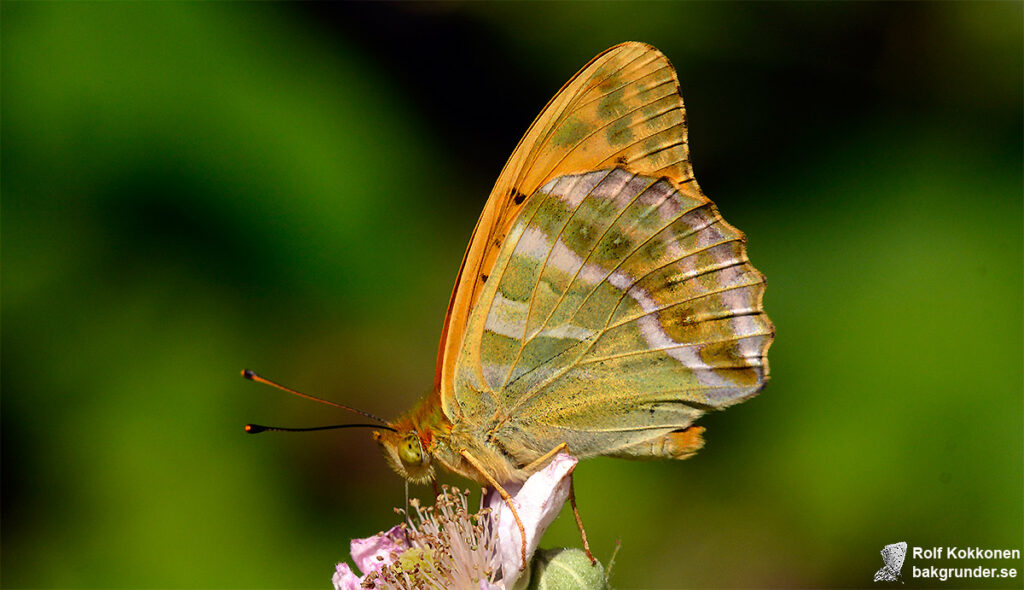 Silverstreckad pärlemorfjäril Argynnis paphia Undersidan