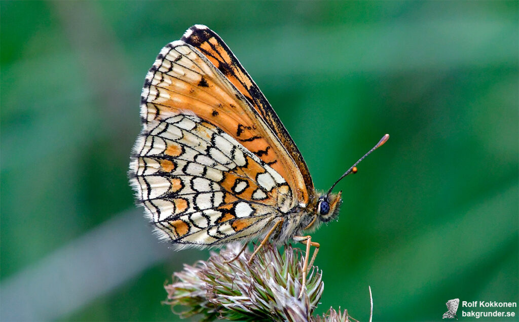 Skogsnätfjäril Melitaea athalia