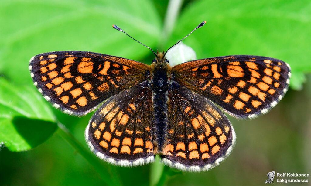 Skogsnätfjäril Melitaea athalia Hane