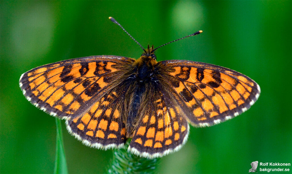 Skogsnätfjäril Melitaea athalia Hane ljus individ