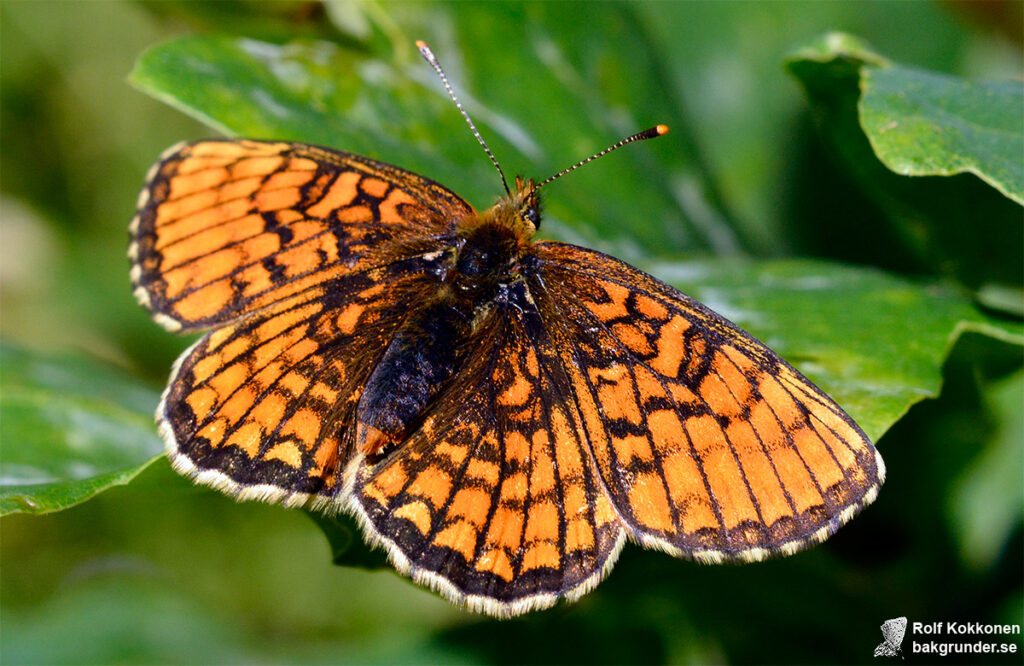 Skogsnätfjäril Melitaea athalia Hane Ljus individ