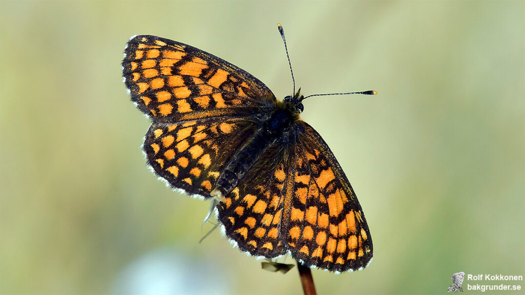 Skogsnätfjäril Melitaea athalia Hona