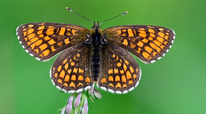 Skogsnätfjäril Melitaea athalia